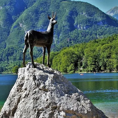 Korosec * Bled